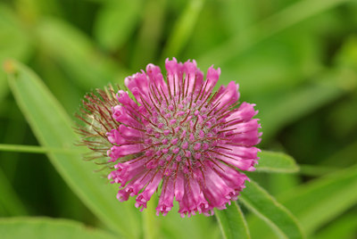 BUITEN BEELD Foto: 98613
