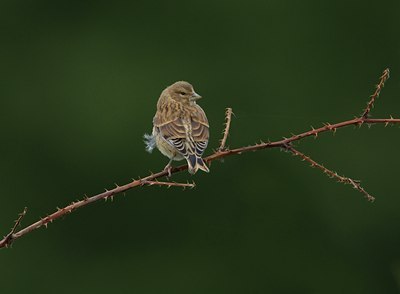 BUITEN BEELD Foto: 98673
