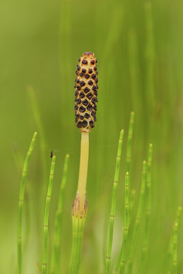 BUITEN BEELD Foto: 98674