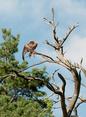 BUITEN BEELD Foto: 98682
