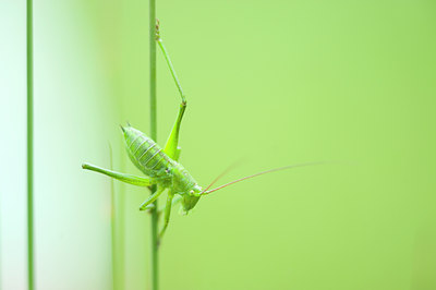 BUITEN BEELD Foto: 98730