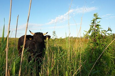 BUITEN BEELD Foto: 98744