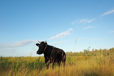 BUITEN BEELD Foto: 98745