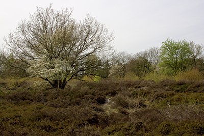 BUITEN BEELD Foto: 98779