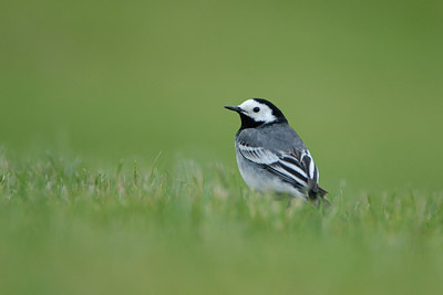 BUITEN BEELD Foto: 98781