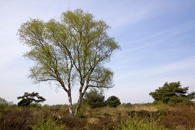 BUITEN BEELD Foto: 98787