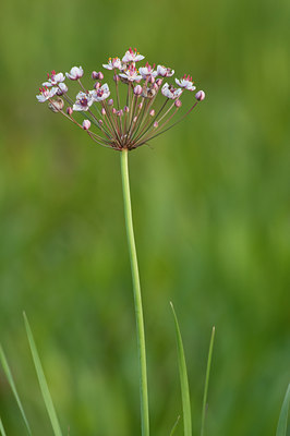 BUITEN BEELD Foto: 98794