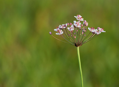 BUITEN BEELD Foto: 98795