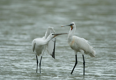 BUITEN BEELD Foto: 98796