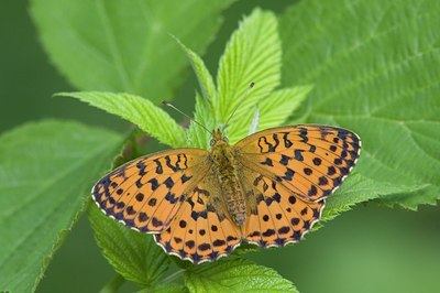 BUITEN BEELD Foto: 98800