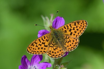 BUITEN BEELD Foto: 98805