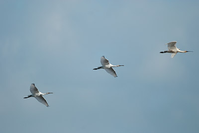 BUITEN BEELD Foto: 98808