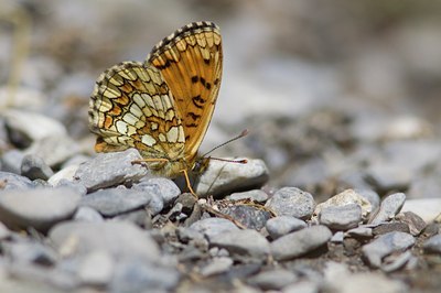 BUITEN BEELD Foto: 98814