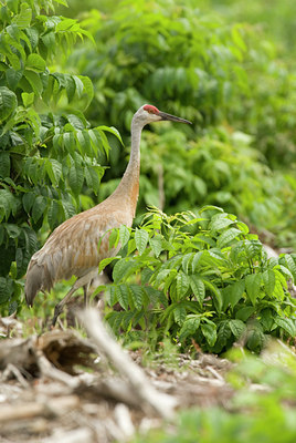 BUITEN BEELD Foto: 98822