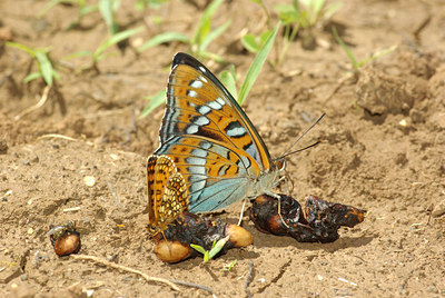 BUITEN BEELD Foto: 98862