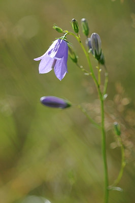 BUITEN BEELD Foto: 98888