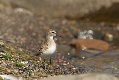 BUITEN BEELD Foto: 98904