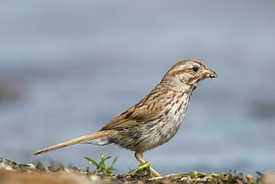 BUITEN BEELD Foto: 98911