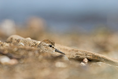 BUITEN BEELD Foto: 98913