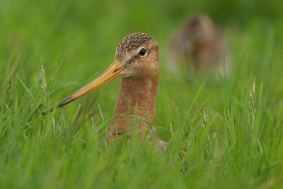 BUITEN BEELD Foto: 98916