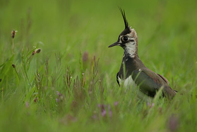 BUITEN BEELD Foto: 98917