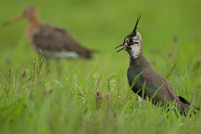 BUITEN BEELD Foto: 98918