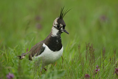 BUITEN BEELD Foto: 98919