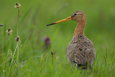 BUITEN BEELD Foto: 98921