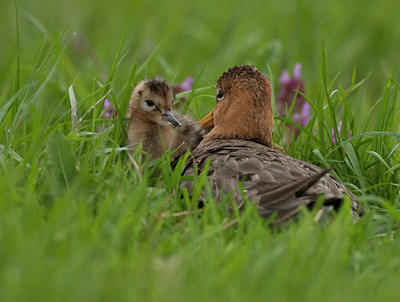 BUITEN BEELD Foto: 98922