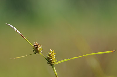 BUITEN BEELD Foto: 98932