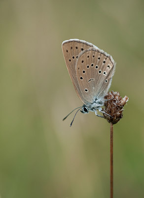 BUITEN BEELD Foto: 98935