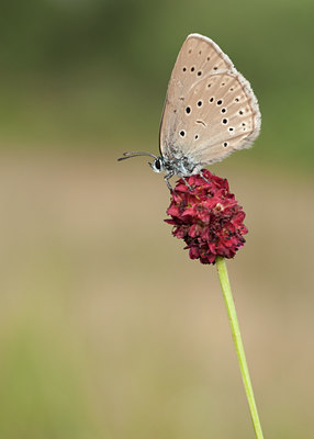 BUITEN BEELD Foto: 98937