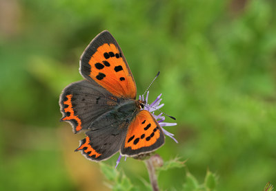 BUITEN BEELD Foto: 98941