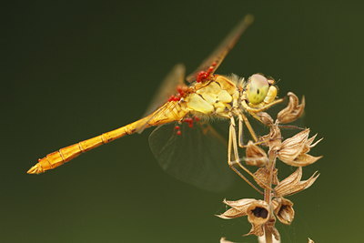 BUITEN BEELD Foto: 98946