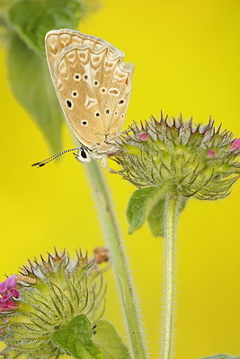 BUITEN BEELD Foto: 98947