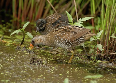 BUITEN BEELD Foto: 98968