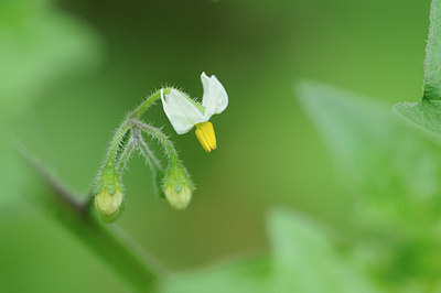 BUITEN BEELD Foto: 98984