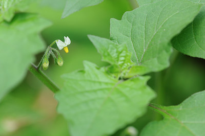 BUITEN BEELD Foto: 98986