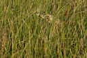 BUITEN BEELD Foto: 264