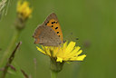 BUITEN BEELD Foto: 645