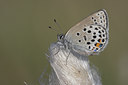 BUITEN BEELD Foto: 710