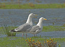 BUITEN BEELD Foto: 9008