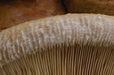 BUITEN BEELD Foto: 9019