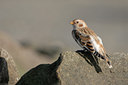 BUITEN BEELD Foto: 9093