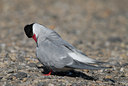BUITEN BEELD Foto: 9165