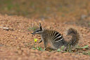 BUITEN BEELD Foto: 9252