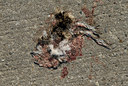 BUITEN BEELD Foto: 9520