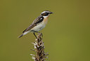 BUITEN BEELD Foto: 9635