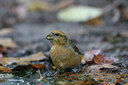 BUITEN BEELD Foto: 9877