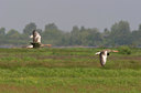 BUITEN BEELD Foto: 9966